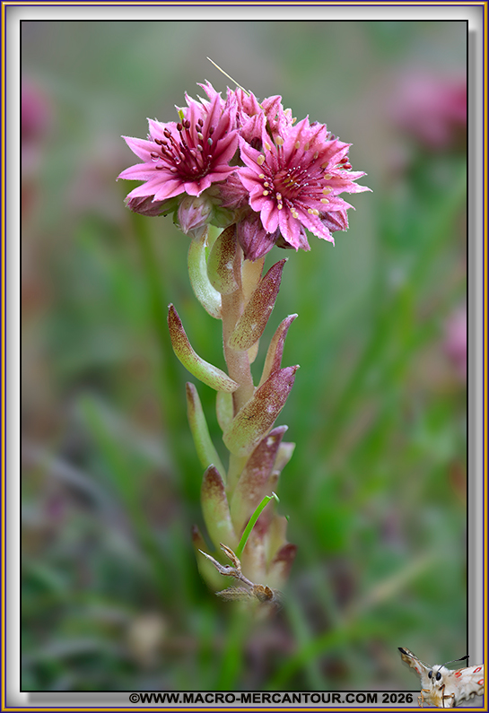 Joubarbes Araign&eacute;e